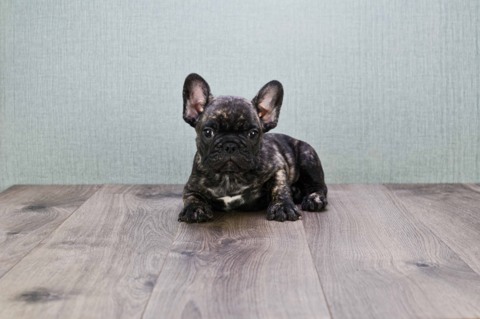 French Bulldog Puppy for Adoption