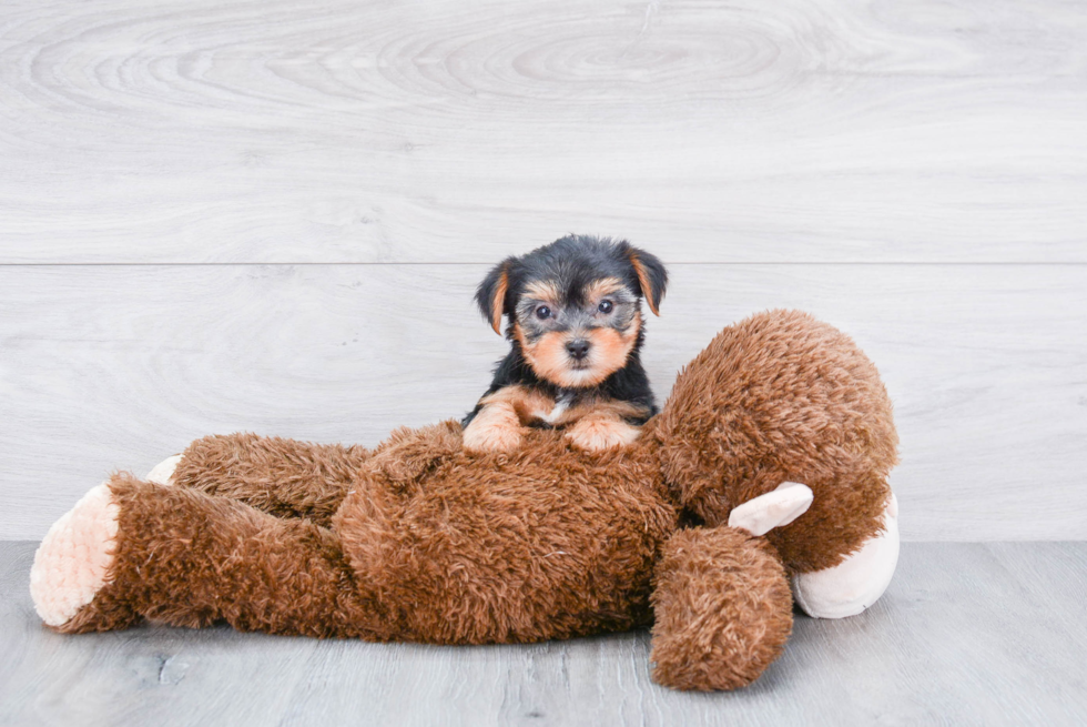 Meet Joey - our Yorkshire Terrier Puppy Photo 