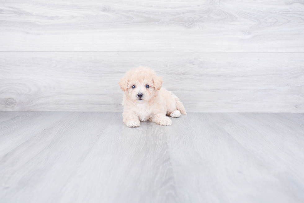 Akc Registered Havanese Baby