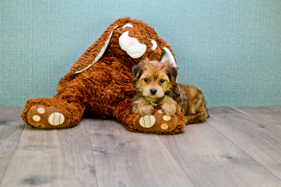 Meet Amy - our Morkie Puppy Photo 