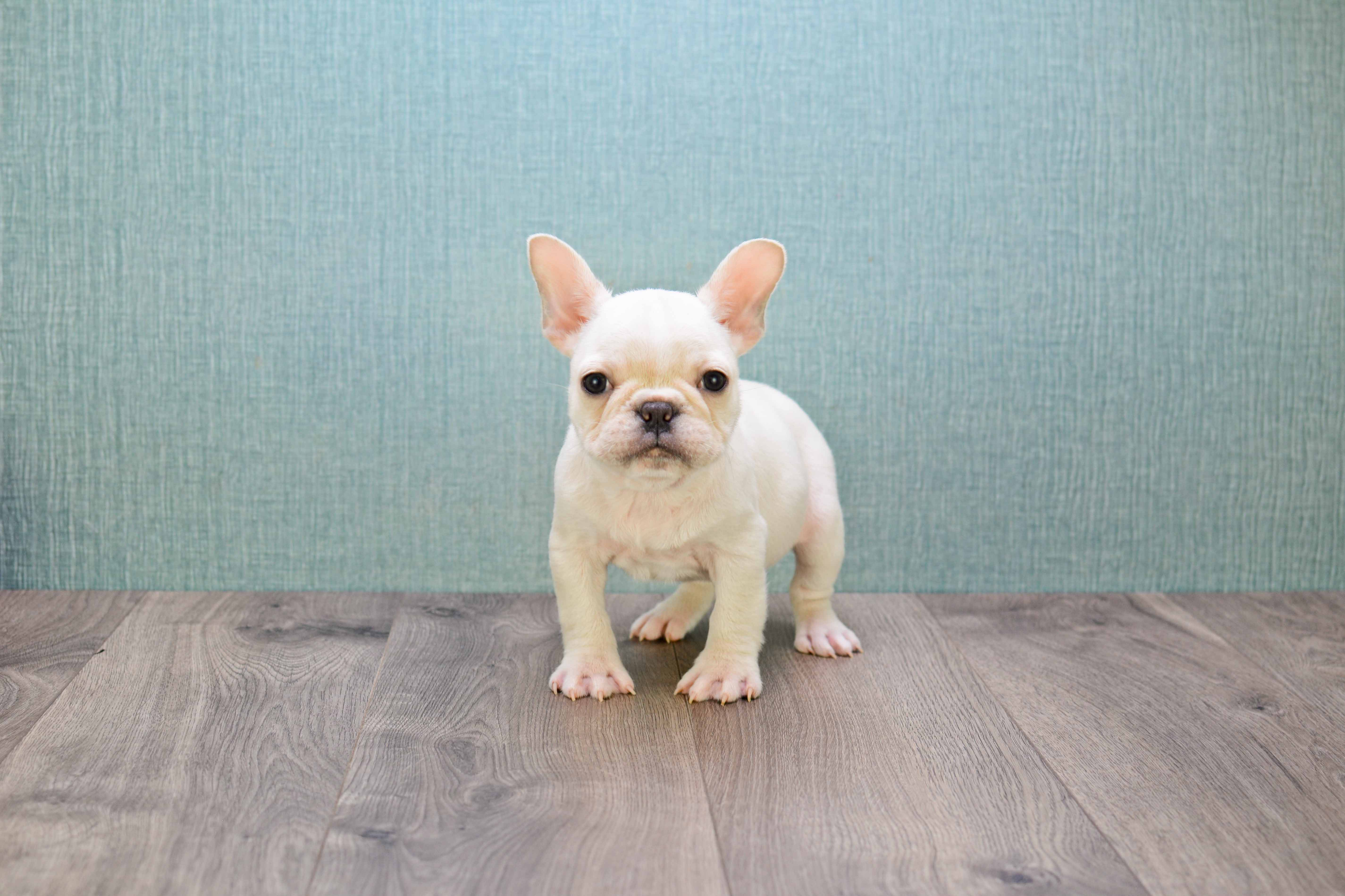 Akc Registered French Bulldog Baby