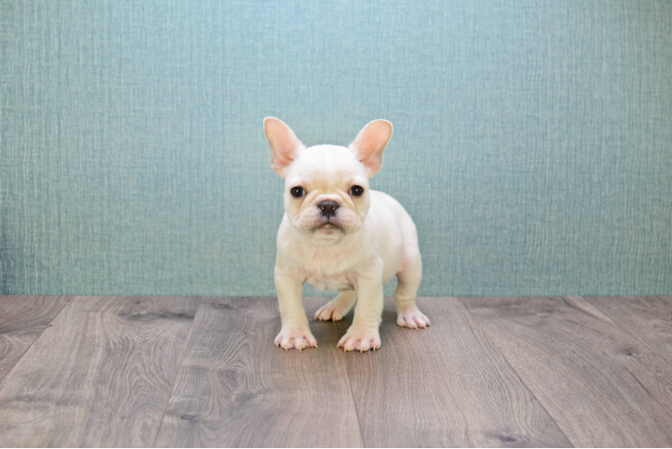 Akc Registered French Bulldog Baby