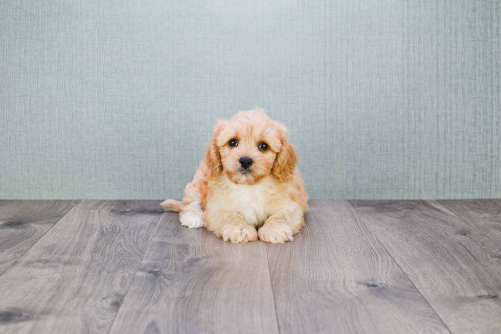 Sweet Cavapoo Baby