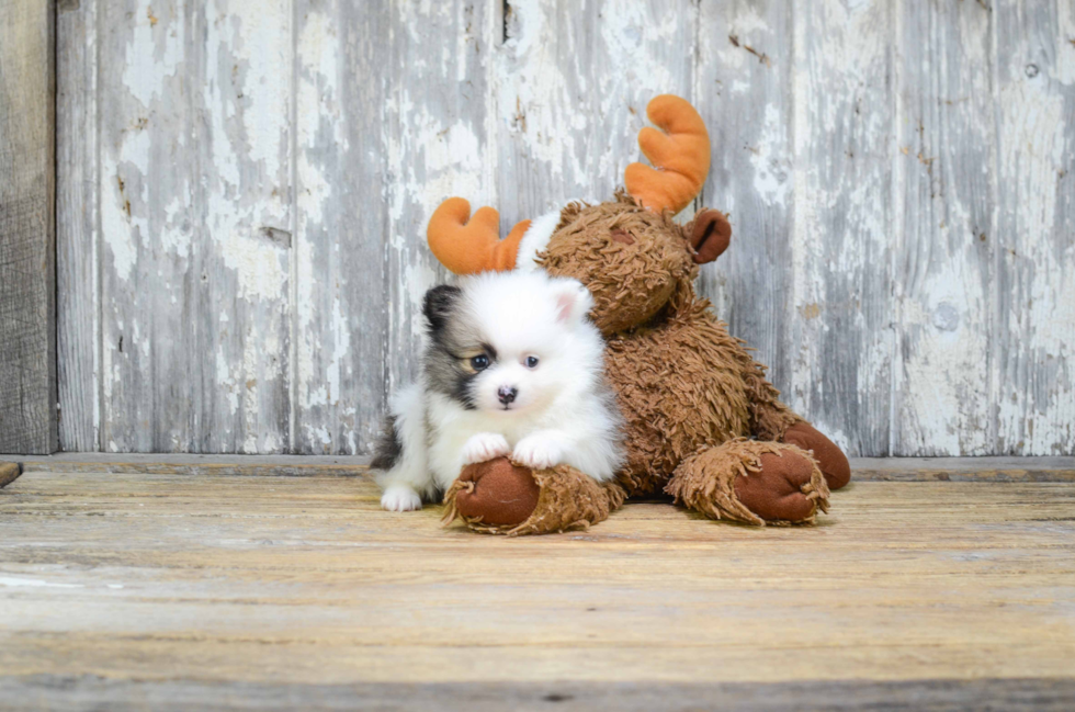 Small Pomeranian Purebred Pup