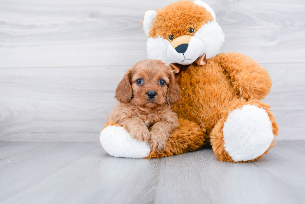 Hypoallergenic Cavoodle Poodle Mix Puppy