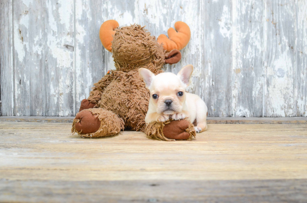 Best French Bulldog Baby