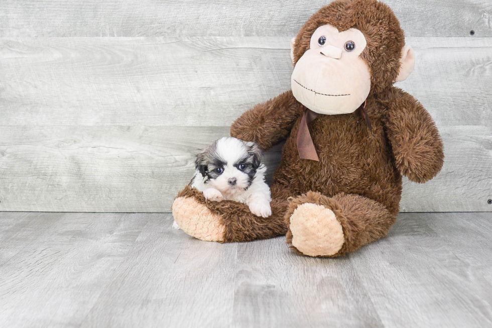 Teddy Bear Pup Being Cute