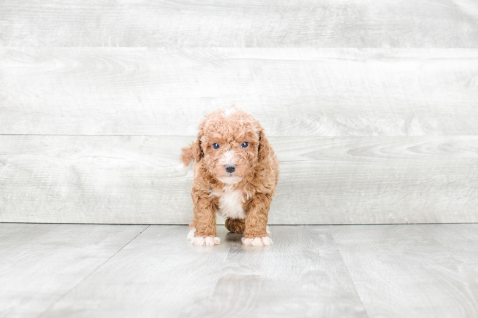 Little Cavoodle Poodle Mix Puppy