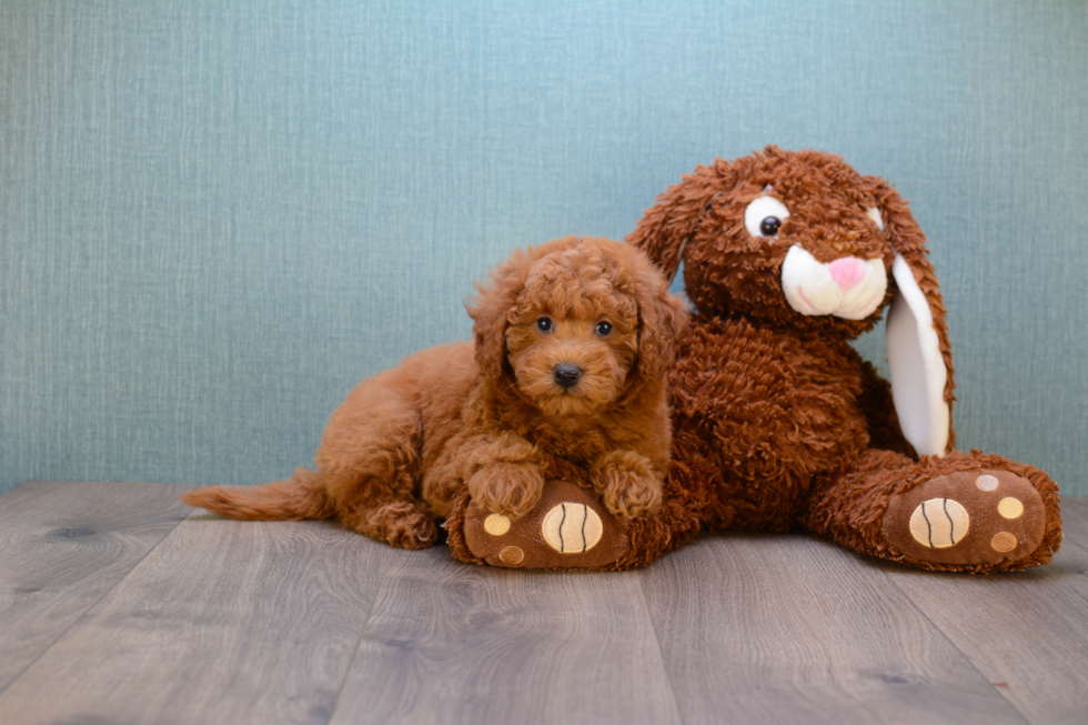 Energetic Golden Retriever Poodle Mix Puppy