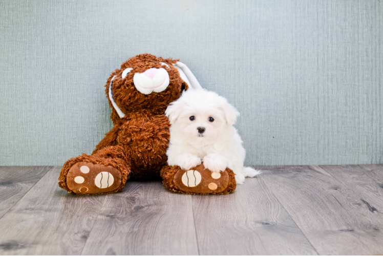 Energetic Maltese Purebred Puppy