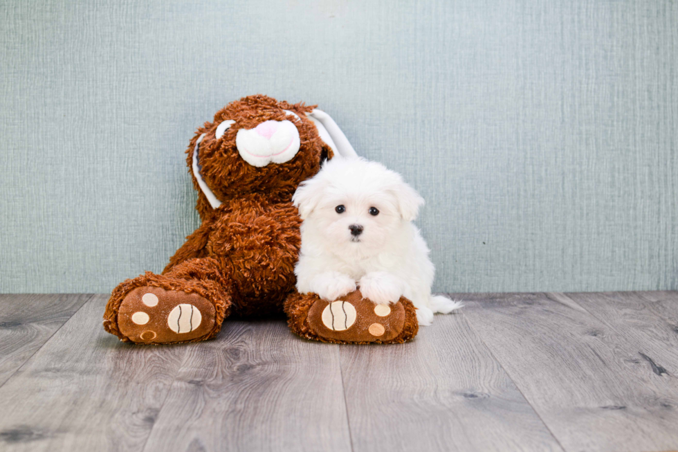 Energetic Maltese Purebred Puppy