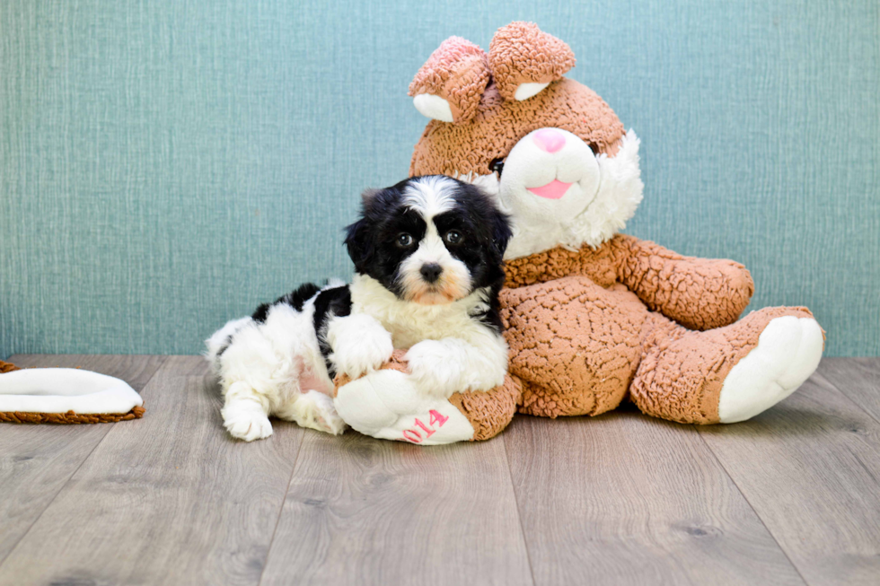 Teddy Bear Pup Being Cute