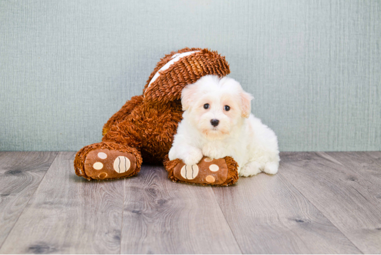 Smart Havanese Purebred Puppy