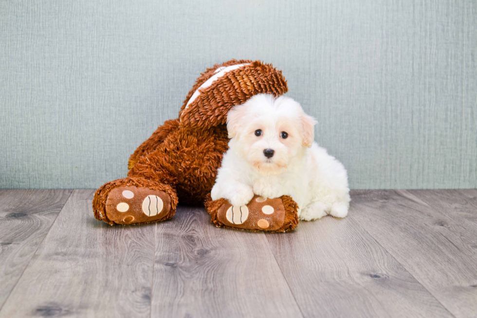 Smart Havanese Purebred Puppy