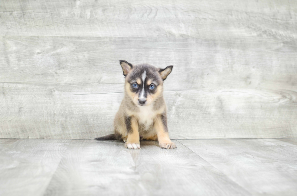 Best Pomsky Baby