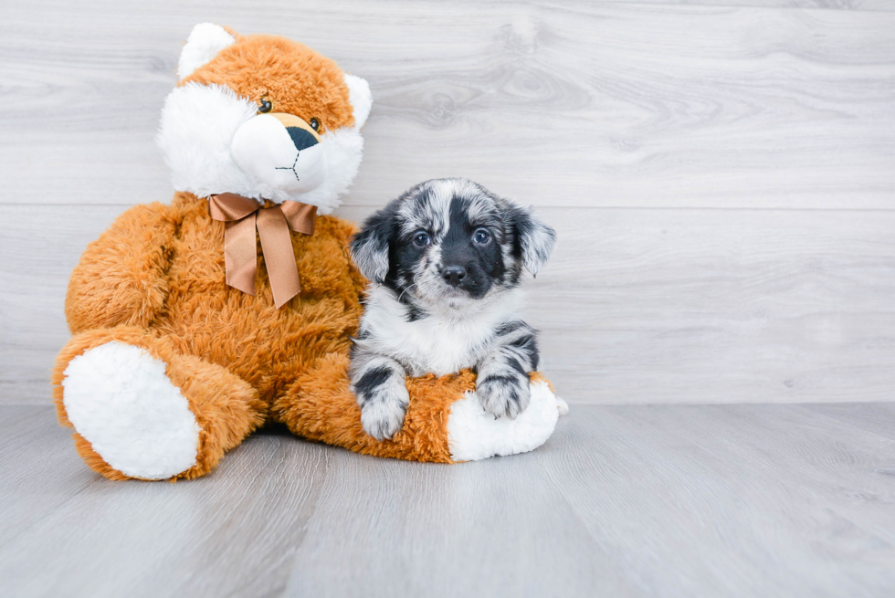 Mini Aussiedoodle Puppy for Adoption