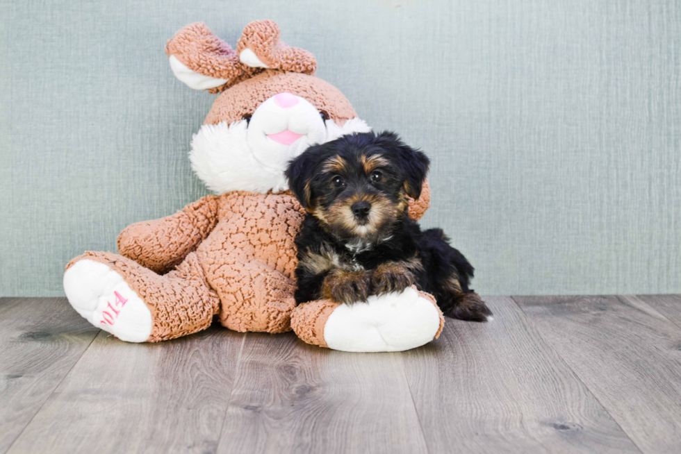 Meet Snickers - our Yorkshire Terrier Puppy Photo 