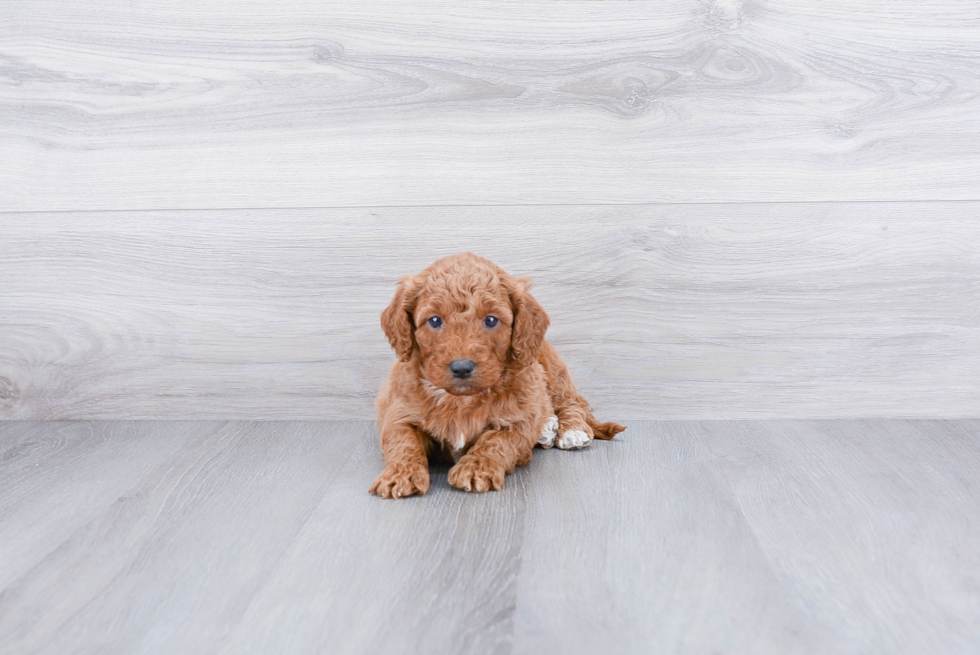 Small Mini Goldendoodle Baby