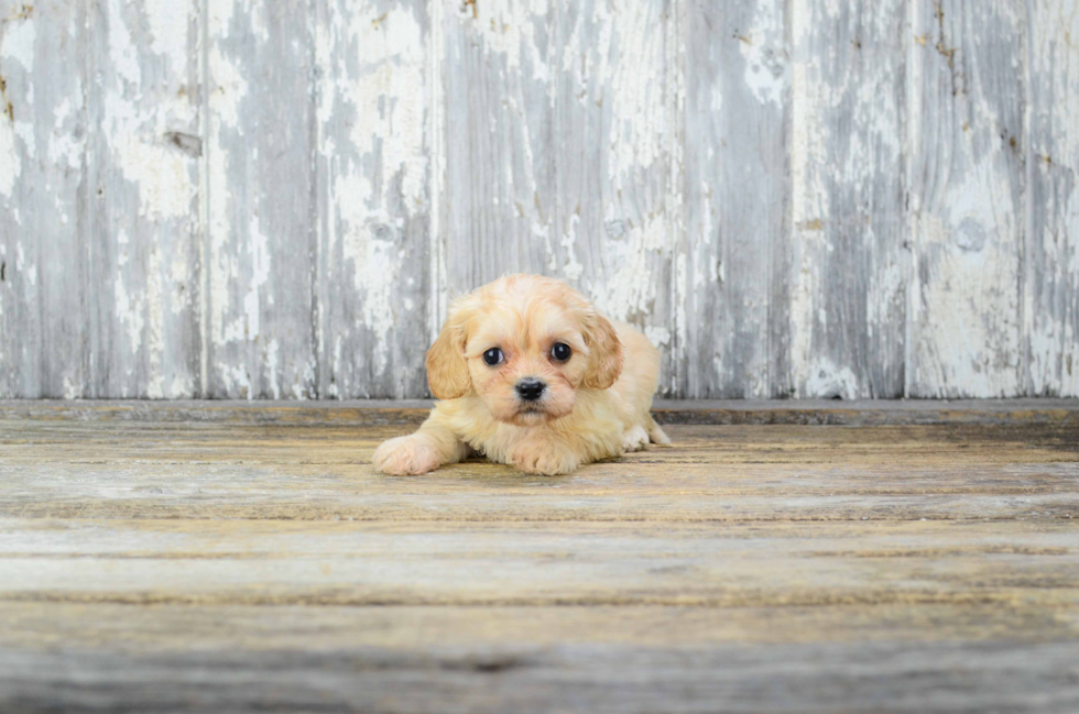 Fluffy Cavachon Designer Pup