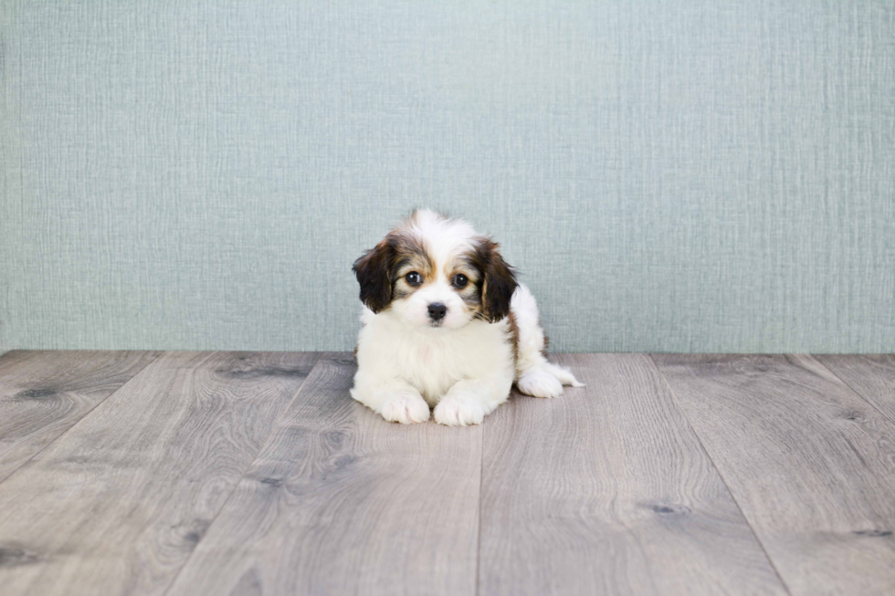 Popular Cavachon Designer Pup