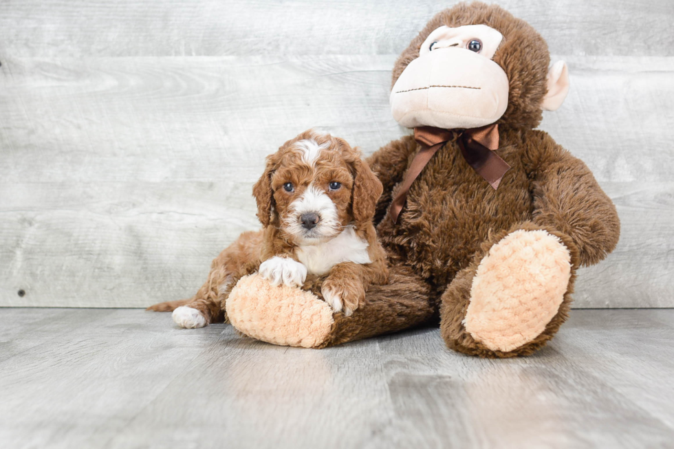 Happy Mini Goldendoodle Baby