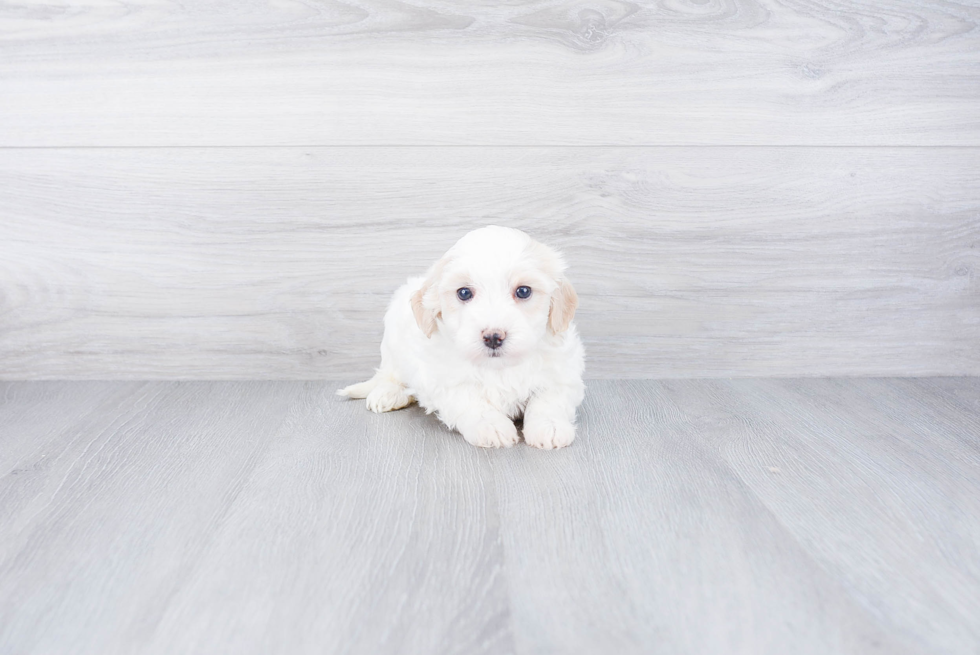 Funny Havanese Purebred Pup