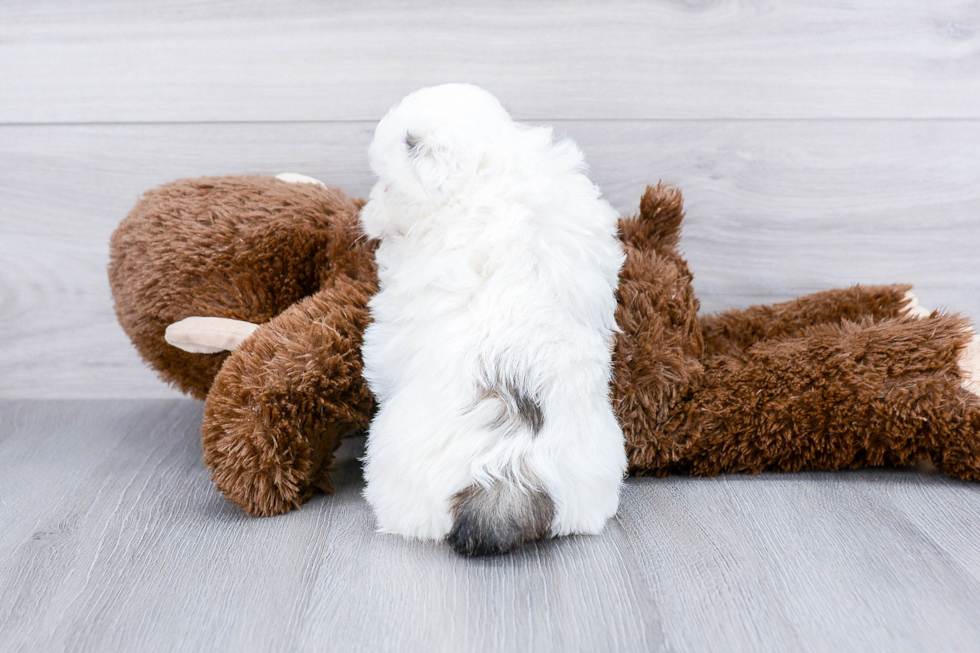 Playful Shichon Designer Puppy