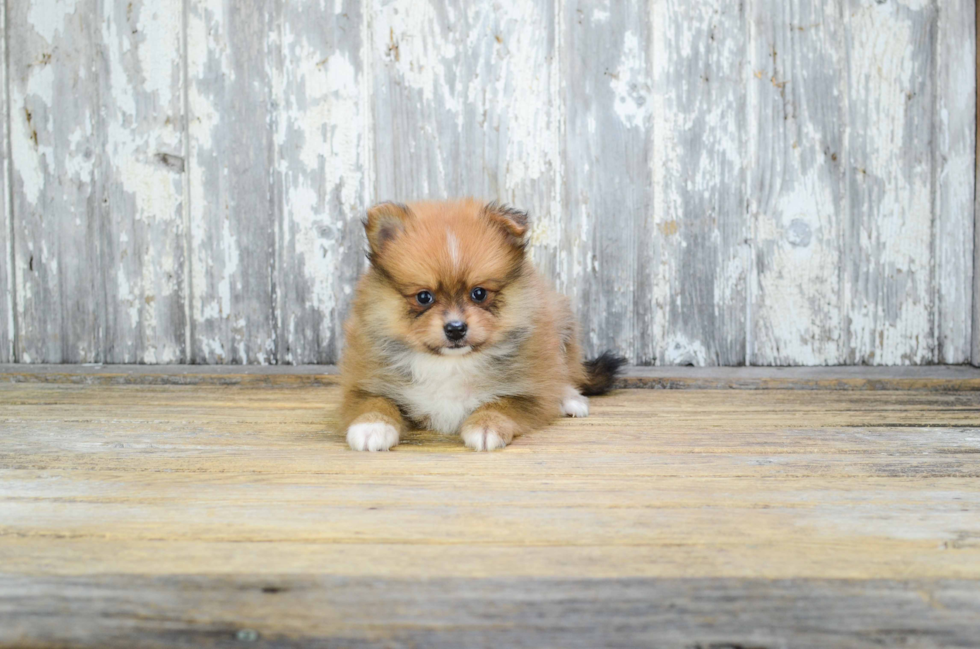 Akc Registered Pomeranian Baby