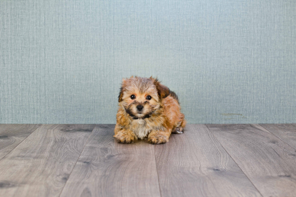 Morkie Pup Being Cute