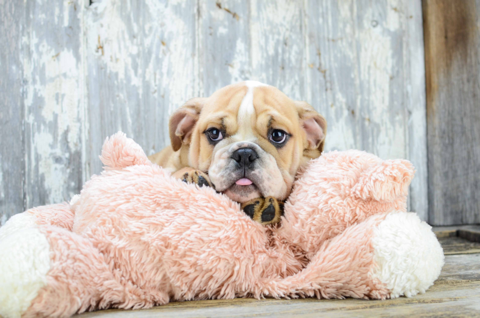 English Bulldog Pup Being Cute