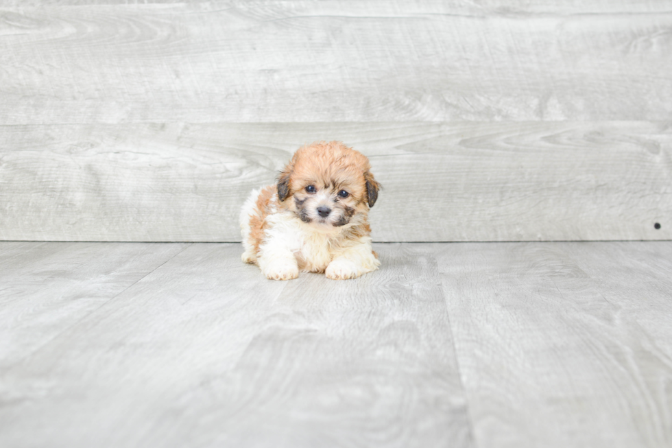 Fluffy Teddy Bear Designer Pup