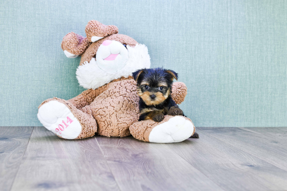 Meet Twinkle - our Yorkshire Terrier Puppy Photo 