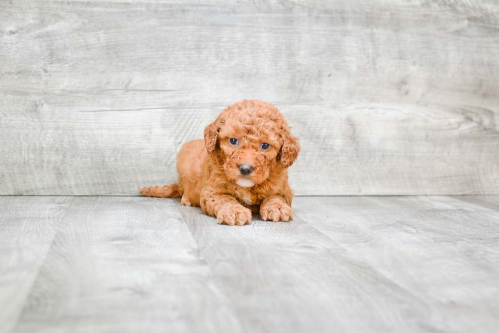 Small Mini Goldendoodle Baby