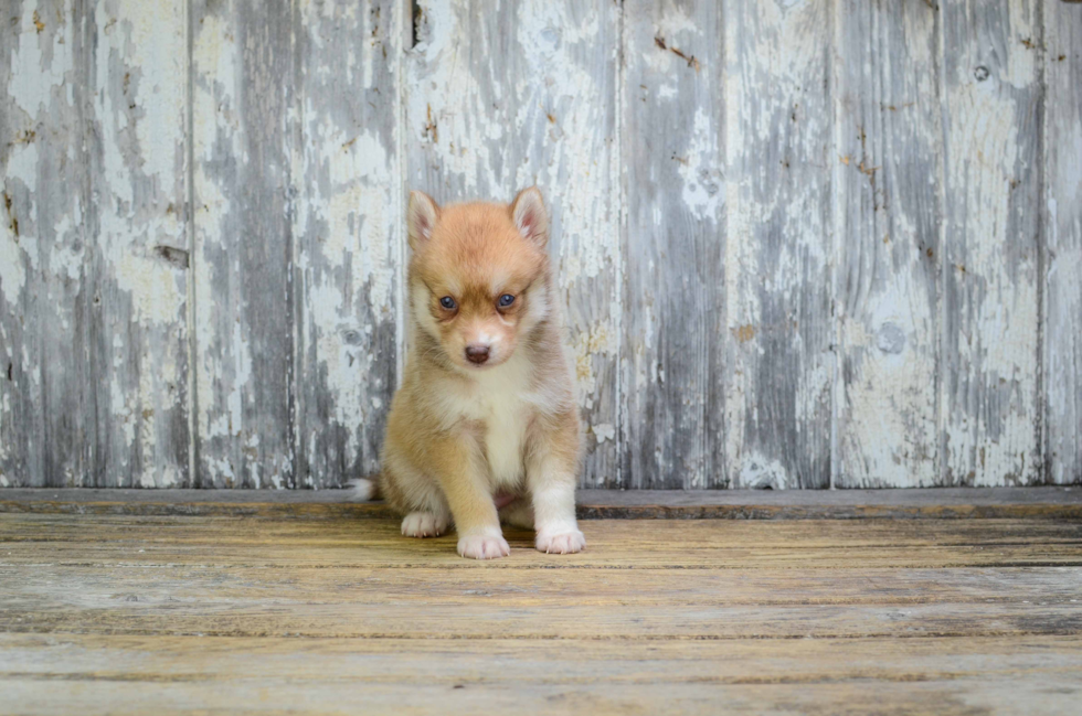 Best Pomsky Baby