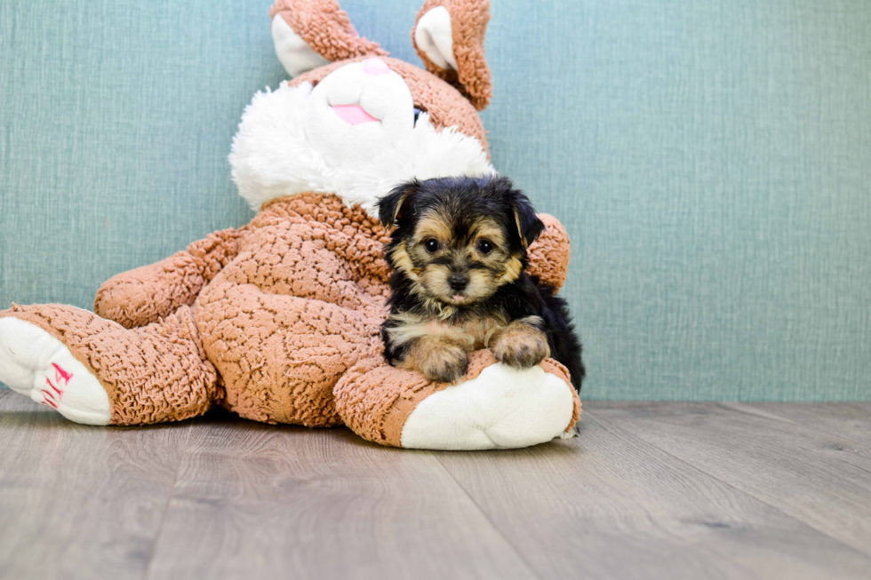 Cute Morkie Baby