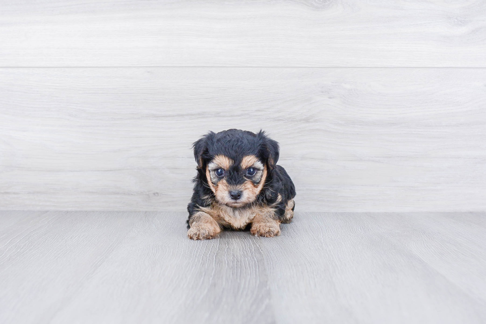 Playful Yorkie Designer Puppy
