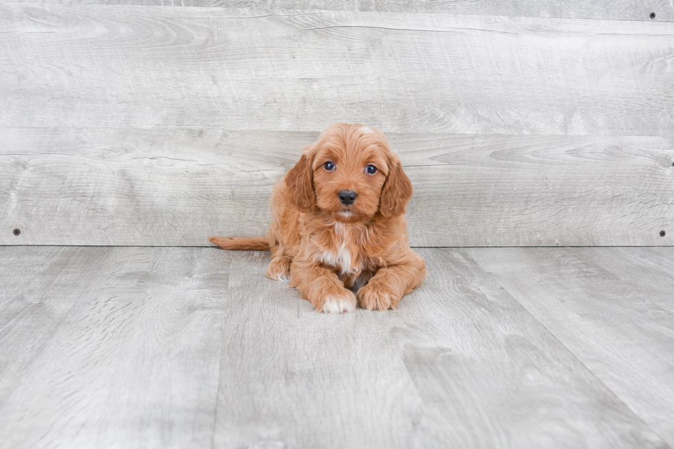 Mini Goldendoodle Puppy for Adoption