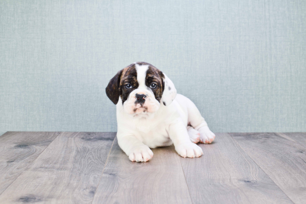 Cute English Bulldog Mix Pup