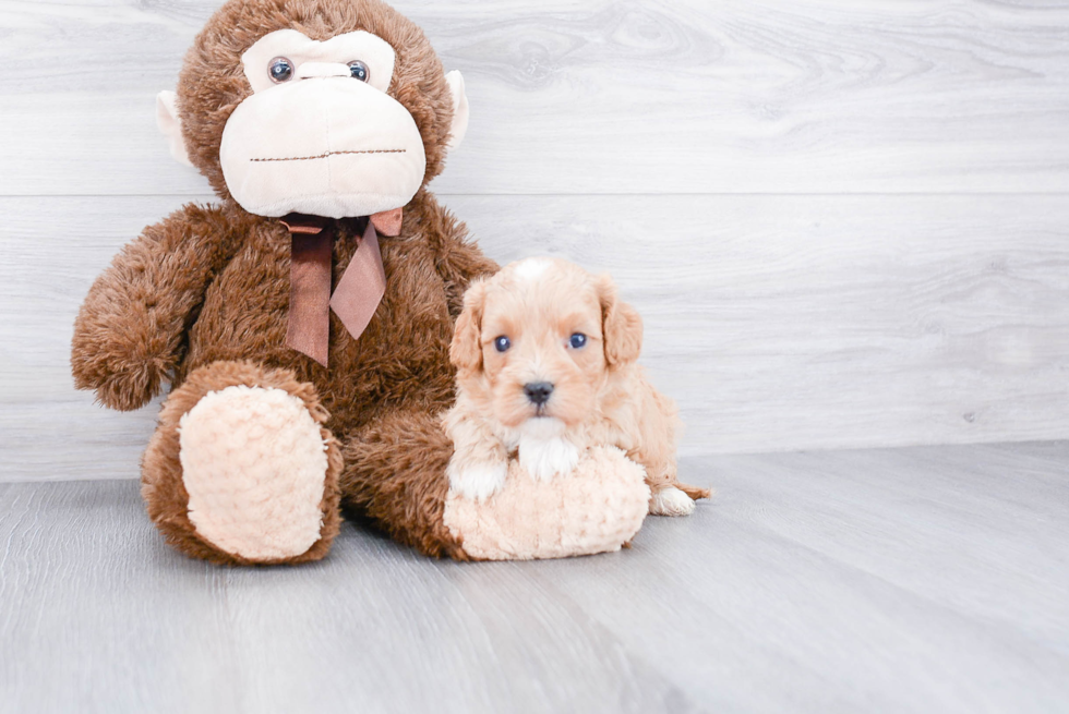 Best Cavapoo Baby