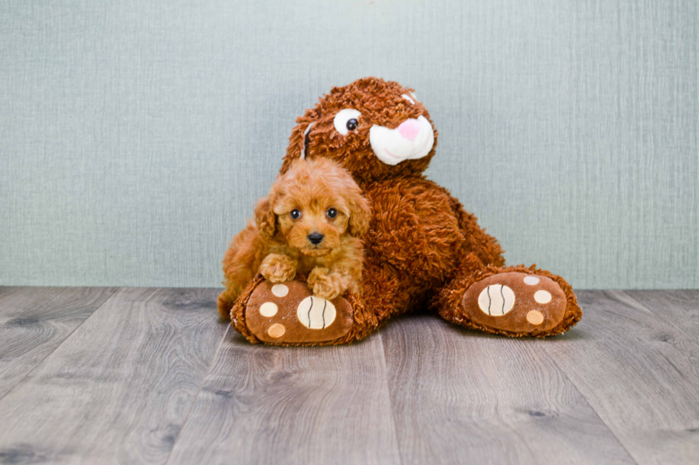 Cavapoo Puppy for Adoption