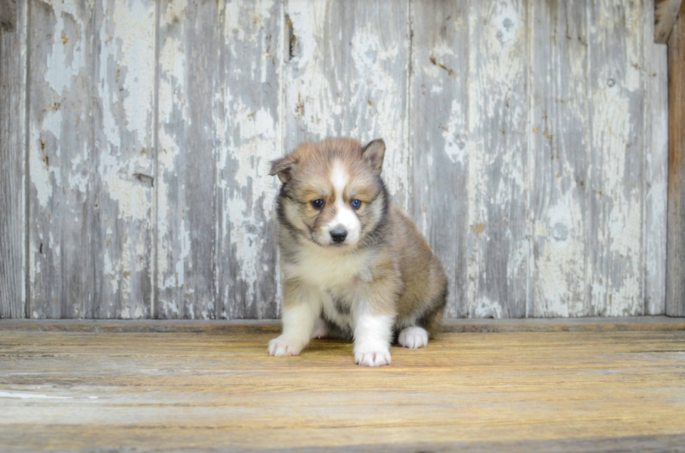 Best Pomsky Baby