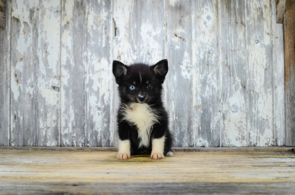 Hypoallergenic Mini Husky Designer Puppy