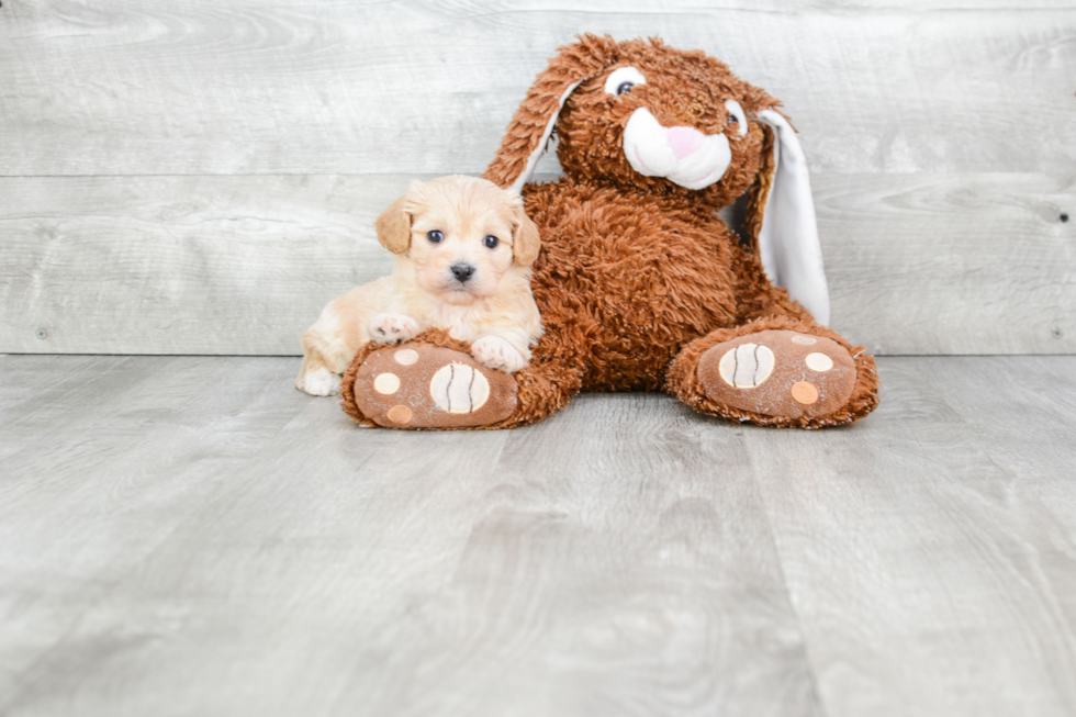 Cavachon Puppy for Adoption