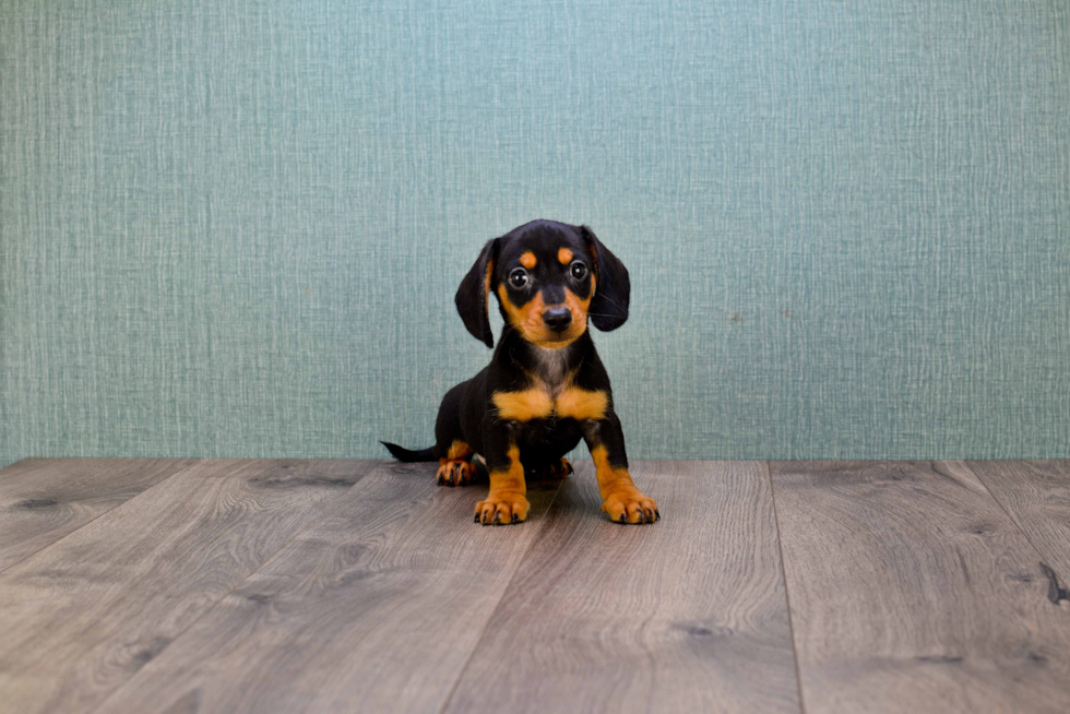 Dachshund Pup Being Cute