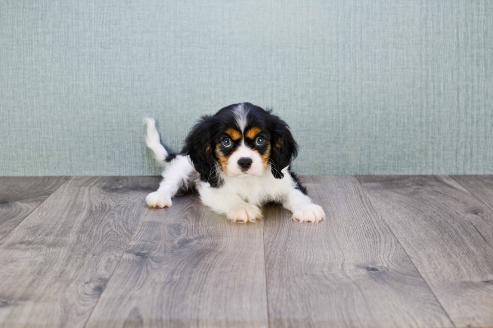 Akc Registered Cavalier King Charles Spaniel Baby