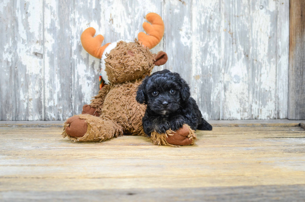 Maltipoo Puppy for Adoption