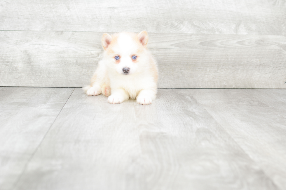 Pomsky Pup Being Cute