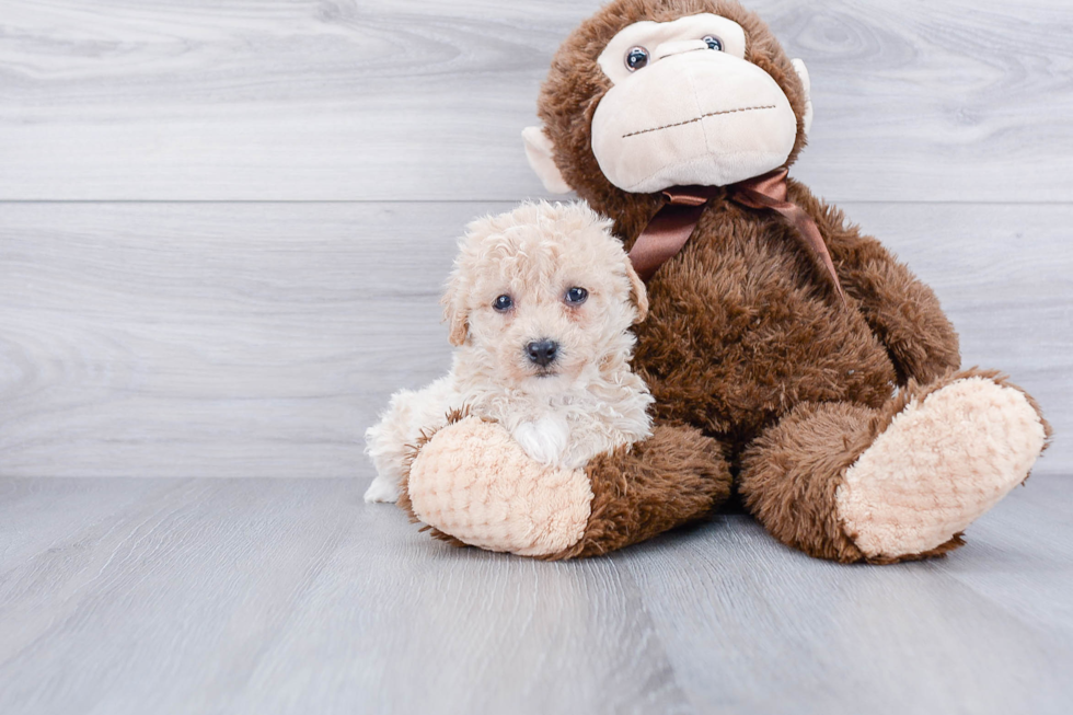Maltipoo Pup Being Cute