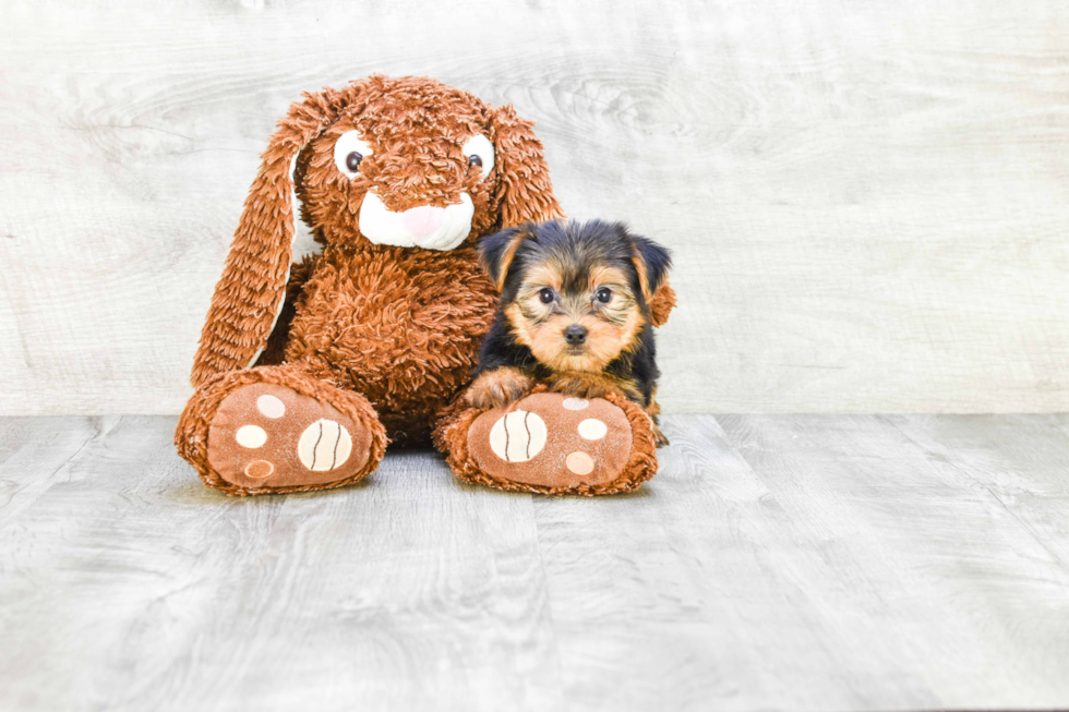 Meet Gloria - our Yorkshire Terrier Puppy Photo 