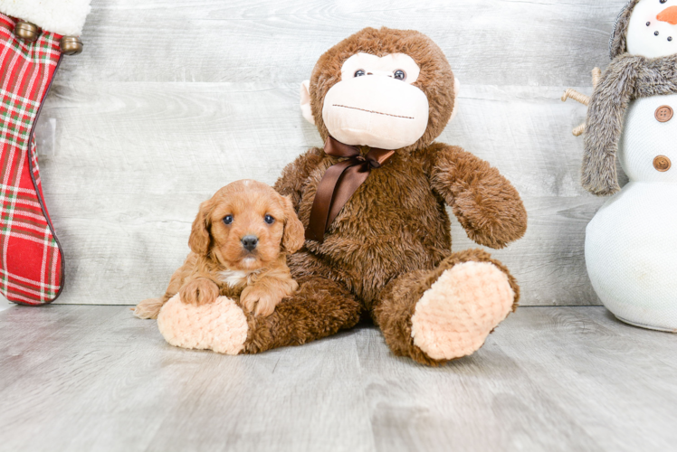 Playful Cavoodle Poodle Mix Puppy